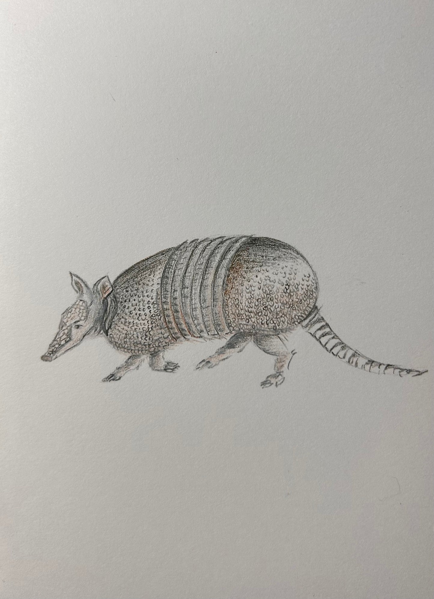 "Little Texas Legend” — 5"x 7" Greeting Card